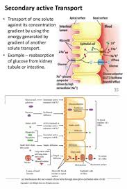 93e438a981d0c47dacceb3ed79d61643 Jpg 736 1101 Human Anatomy And Physiology Physiology Anatomy And Physiology