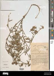 Image result for Stylosanthes guianensis