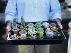 This is the potting mix essential for the cacti species that generally live in the tropical rainforest. How To Plant A Cactus Container Garden Hgtv
