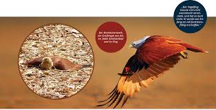 Maybe you would like to learn more about one of these? Https Xn Schpfung P4a Info Index Php Artikel Voegel 96