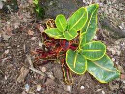 Image result for Croton kilwae