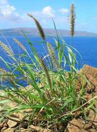 Image result for Cenchrus