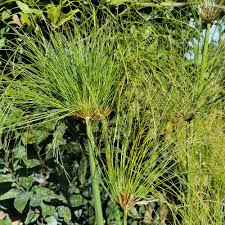 Image result for Cyperus pectinatus