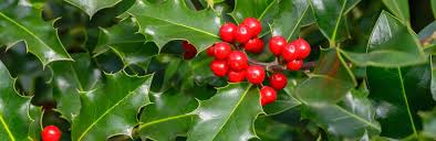 One of the most popular female hybrid holly selections, ilex x meserveae 'blue princess' is a bushy, spreading, broadleaf evergreen shrub with excellent year round interest. How To Grow And Care For Holly Lovethegarden