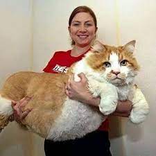 The Biggest Cat In The World Cats Huge Cat Cute Cats