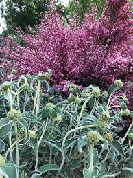 Image result for Cynanchum praecox