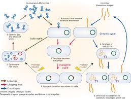 We did not find results for: New Insights Into Intestinal Phages Mucosal Immunology
