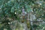 Image result for Acacia welwitschii