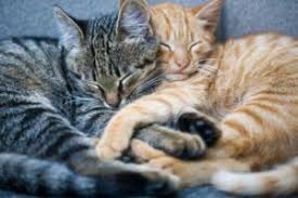 This virus first appeared in 2015 in the chicago area and spread quickly to many states. A Guide To Cat Flu Treatment In Charlottesville Va Charlottesville Cat Care Clinic