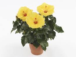 Image result for Hibiscus seineri