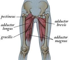 The center is avascular, possibly due to the nature of the compressive forces passing through this joint, which may lead to harmful vascular disease. Prevention Of Groin Injuries In Sports Physiospot Physiotherapy And Physical Therapy In The Spotlight