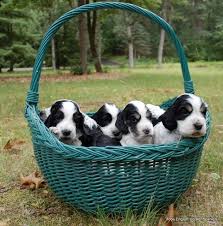 Itoba English Cocker Spaniels Puppies Breeder Eau Claire Wi Springer Spaniel Puppies Cocker Spaniel English Cocker Spaniel