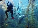 Scuba Careers as a PADI Professional Diver