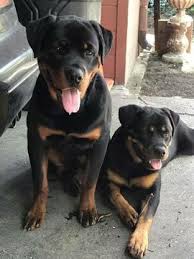 For sale rottweiler puppies ready by february 19th 3 females and 2 males mixed with blue heeler 2 puppies have a little white. Rottweiler Puppy For Sale In Park Forest Il Adn 51638 On Puppyfinder Com Gender Female Age 6 Weeks Old Puppies Dog Pictures Rottweiler Puppies For Sale