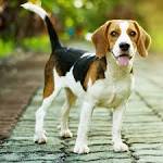 Beagle Dog Breed Information and Pictures