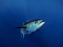To keep tuna from sticking to the grill and add flavor and moisture, marinate the fish. Yellowfin Tuna Species Wwf