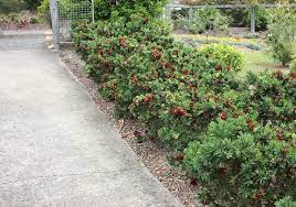 Garden shrubs provide a focal point in your landscape and add a punch of colour, texture and style. Tidy Australian Shrubs