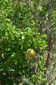 Image result for Hirpicium bechuanense