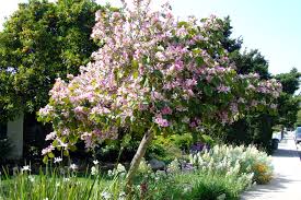 Image result for Bauhinia variegata