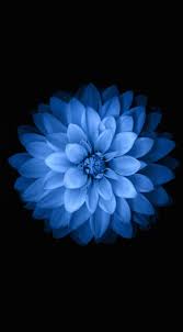 Flower hd phone wallpapers download free background images collection, high quality beautiful flowers wallpaper for your mobile phone. Flower Images Hd Posted By Samantha Mercado