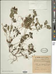 Image result for Justicia matammensis