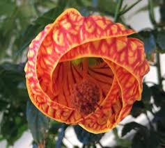 Image result for Abutilon sp.no.2