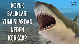 Kopek Baliklari Yunuslardan Neden Korkar Youtube