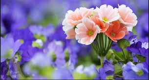 Flower bokeh, purple flower photo, macro flower, flower fine art, daisy photography, purple flower, daisy fine art, flower picture. World S Top 100 Beautiful Flowers Images Wallpaper Photos Free Download