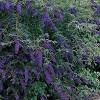 Top three reasons to grow pugster blue® butterfly bush: 1