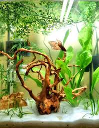 Betta Than A Bowl Betta Fish Aquariums Betta Tank Inspiration Aquariadise Betta Aquarium Aquarium Fish Tank Aquarium Fish