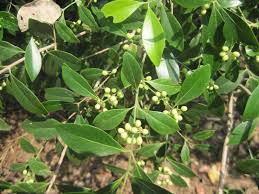 Image result for Pleurostylia