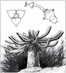 Image result for Cynanchum mulanjense