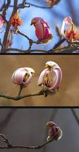 They also tend to have more narrow petals. The Blossom Of The Purple Magnolia Which Looks Just Like A Perching Bird 9gag