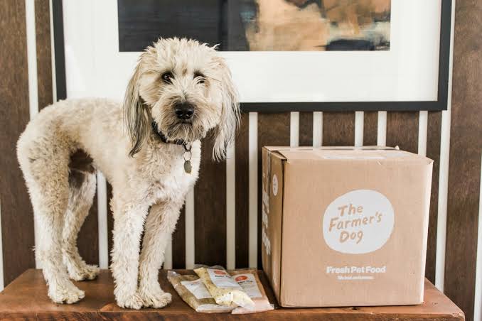 The Farmer's Dog with Alder the Whoodle - Reluctant Entertainer