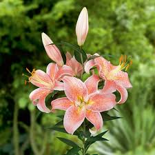 Lis Oriental Salmon Star Lys Oriental Fleur De Lys Plante Lys