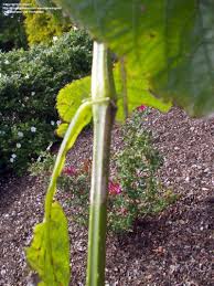 Image result for Brillantaisia cicatricosa