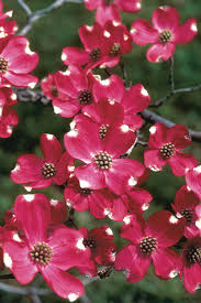 Pruning may be needed to remove dead branches, encourage bushier growth, promote more flowers, or maintain a specific size or shape. Buy Cherokee Brave Red Dogwood Tree Free Shipping Cornus Florida For Sale Online From Wilson Bros Gardens