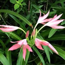 Image result for Crinum harmsii