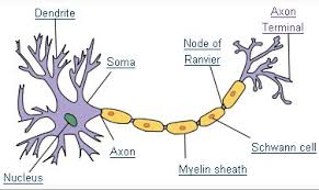 Image result for neuron