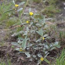 Image result for Melhania randii