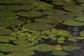 Image result for Nymphoides senegalensis
