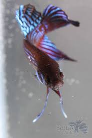 The preservation and integrity of each species. Mahachai Kampffisch Betta Mahachaiensis My Fish Aus Freude An Der Aquaristik