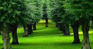 how living in nature proves to be great for health nature tree beautiful tree tree wallpaper