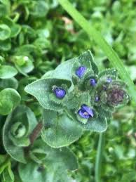 Image result for Montia fontana