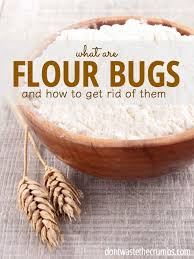 flour bugs cause & prevention for