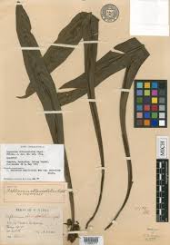 Image result for Asplenium angolense