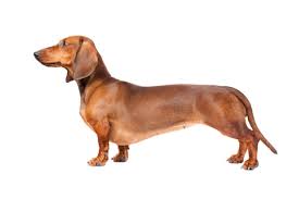 Packs of these plucky little dogs were even used to track wild boar! Smooth Haired Dachshund