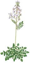 Image result for Cardamine pratensis