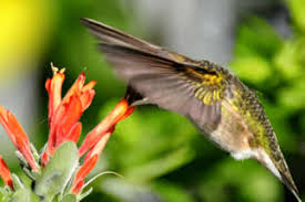 Image result for Dicliptera pumila