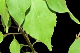 Image result for Premna hans-joachimii